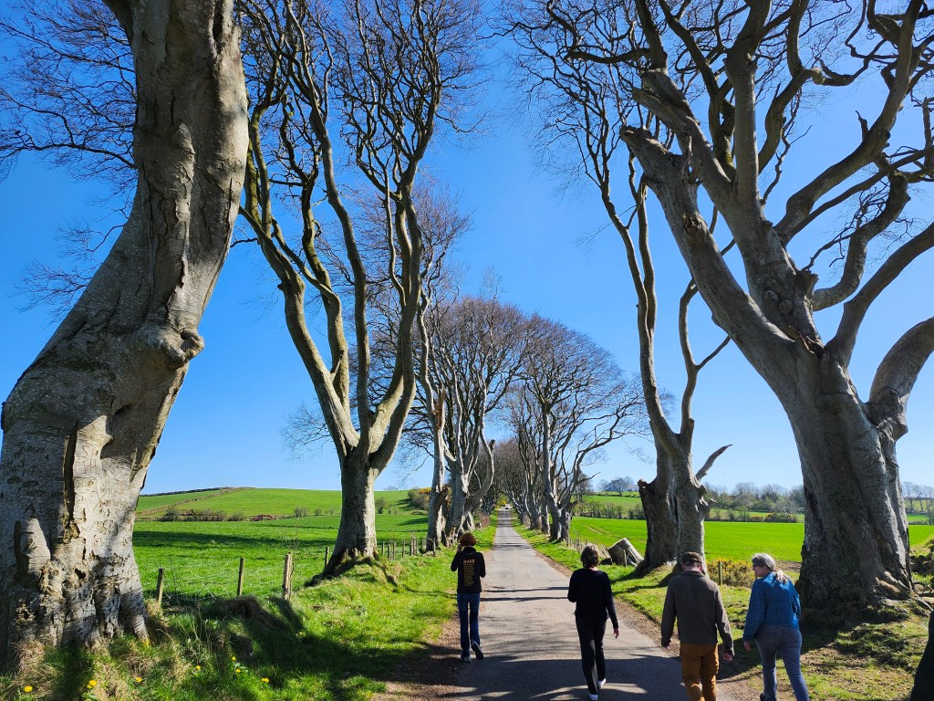 People walking towards trees that line a road.