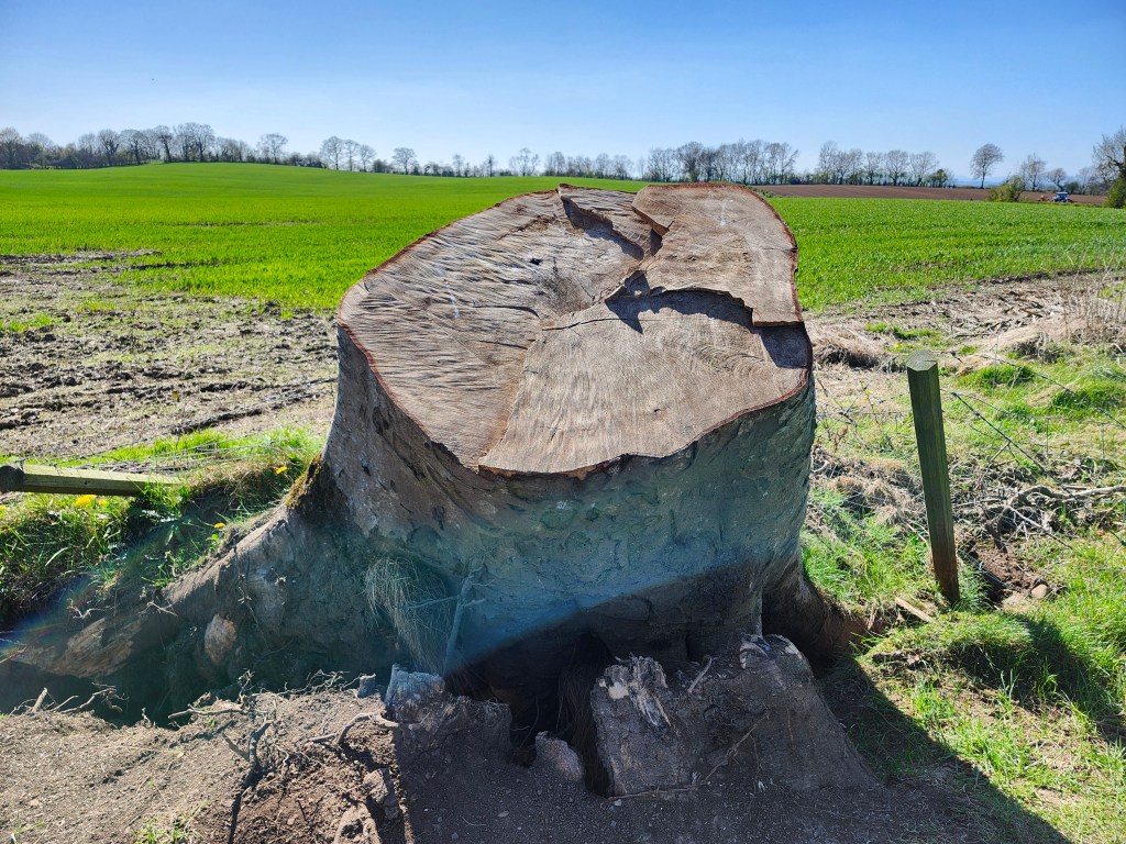 A tree stump