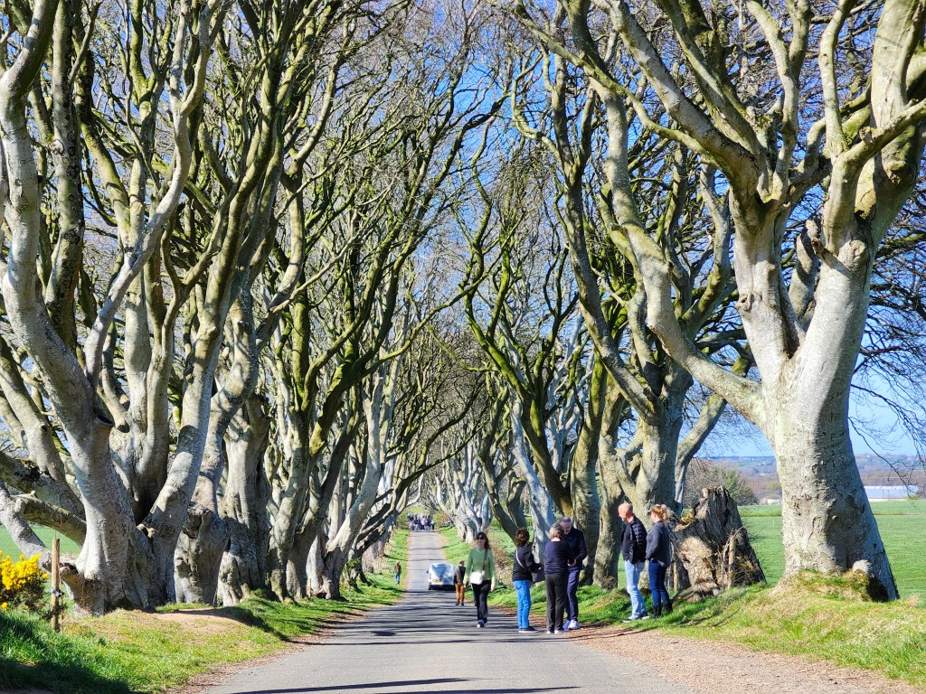 People standing beneath the trees
